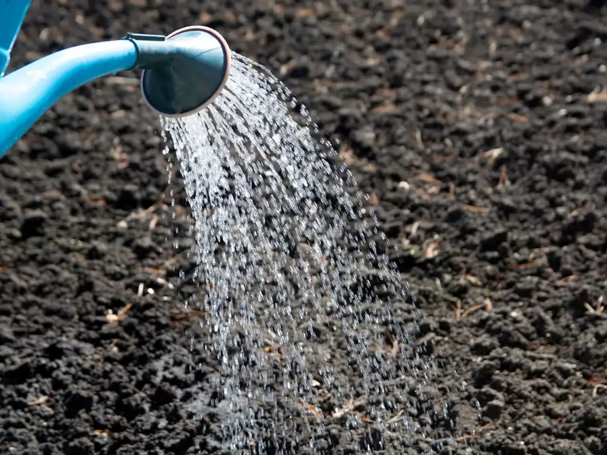 Prep Soil for Ground Cover Success: 5 Steps to Lush Yards Pre-Watering to Settle the Soil