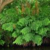 Royal Fern (Osmunda regalis) Live Plant, 5.25" Pot, Perennial Shade Fern Royal Fern (Osmunda regalis) Live Plant, 5.25" Pot, Perennial Shade Fern - Easy Plant Finder - Best place plant finder online