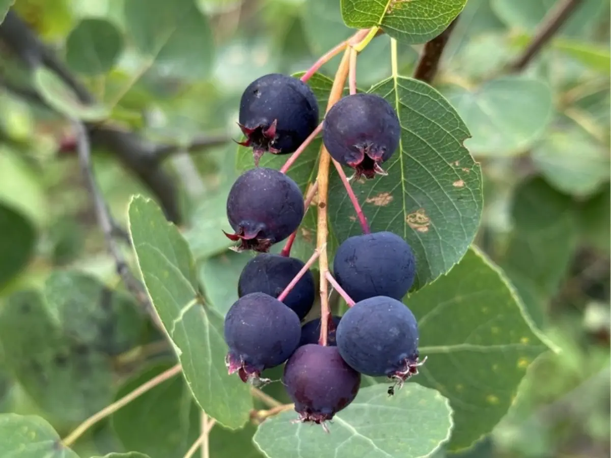 Grow Your Own Saskatoon Serviceberries: The Ultimate Guide to Big Harvests Saskatoon Serviceberries
