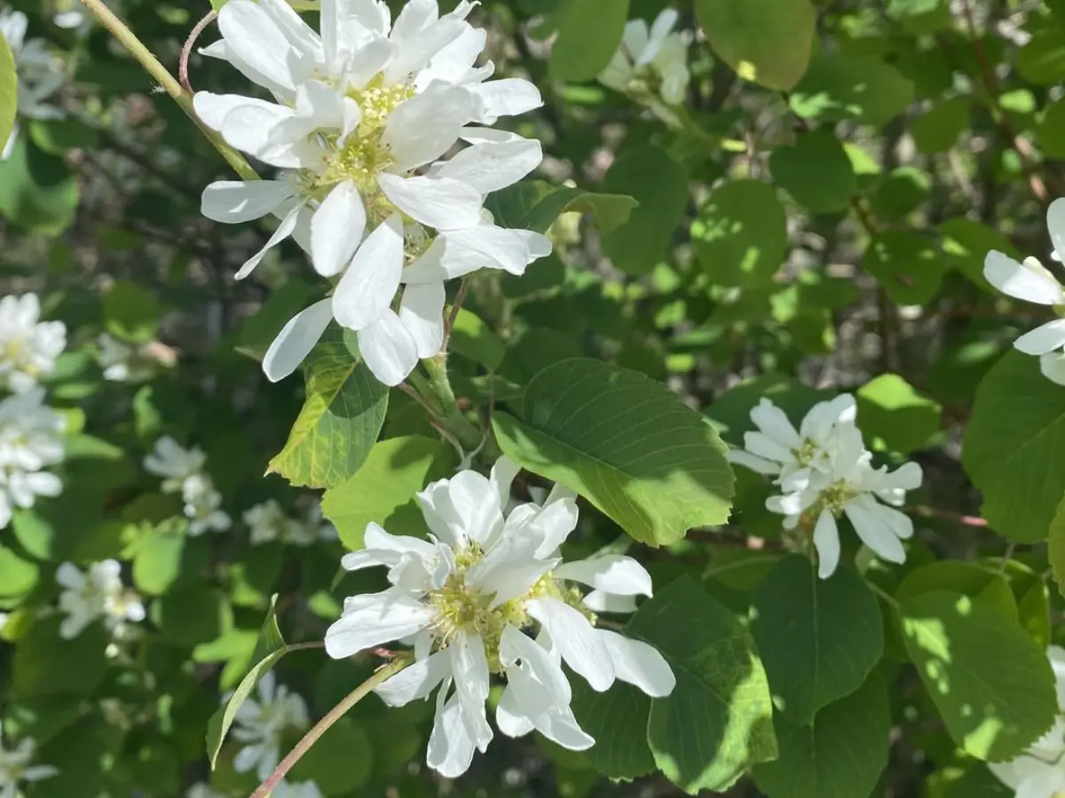 Grow Your Own Saskatoon Serviceberries: The Ultimate Guide to Big Harvests Saskatoon Serviceberry flowers