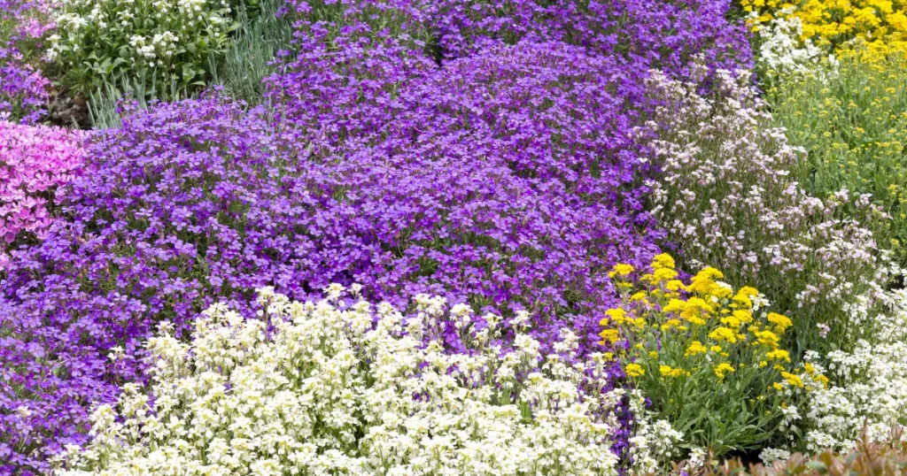 Top 8 Ground Cover Plants to Prevent Weeds for a Maintenance-Free Yard