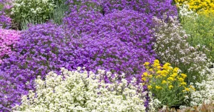 Top 8 Ground Cover Plants to Prevent Weeds for a Maintenance-Free Yard