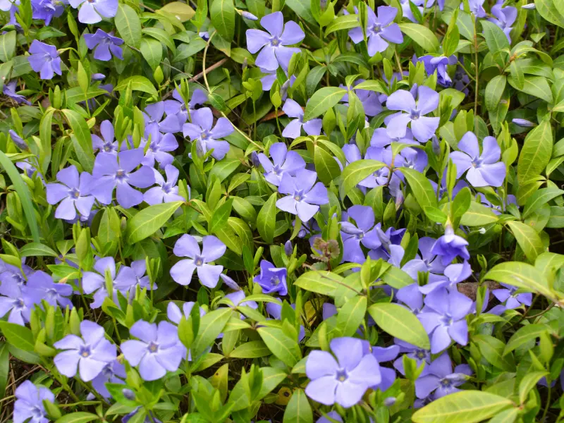 Vinca Minor (Periwinkle)