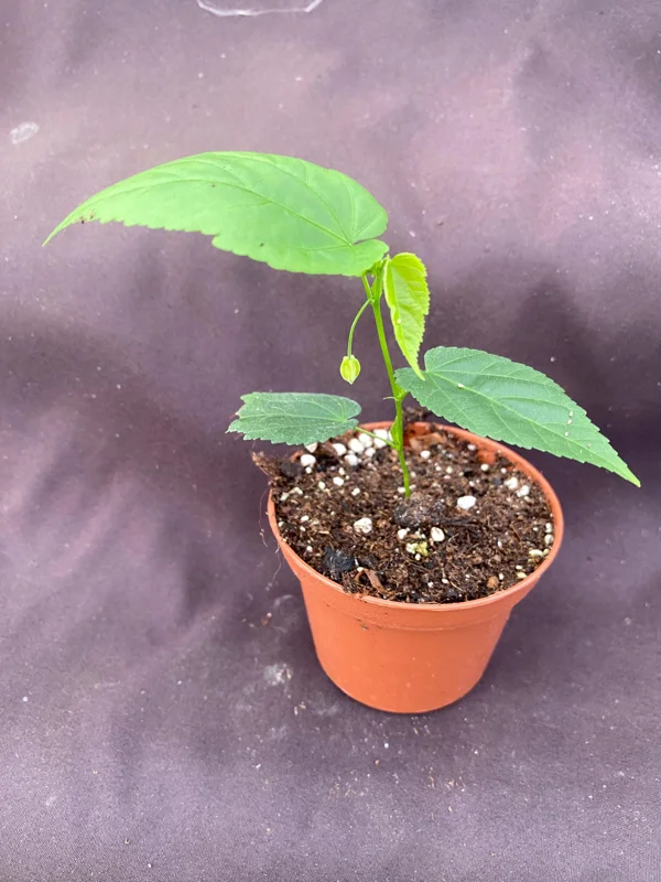 Abutilon megapotamicum Live Plant - Brazilian Bellflower in 3" Pot - Image 2