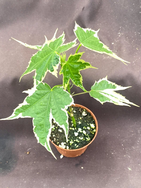 Abutilon pictum Variegata - Variegated Chinese Lantern Live Plant - 3" Pot Abutilon pictum Variegata - Variegated Chinese Lantern Live Plant - 3" Pot - Image 3