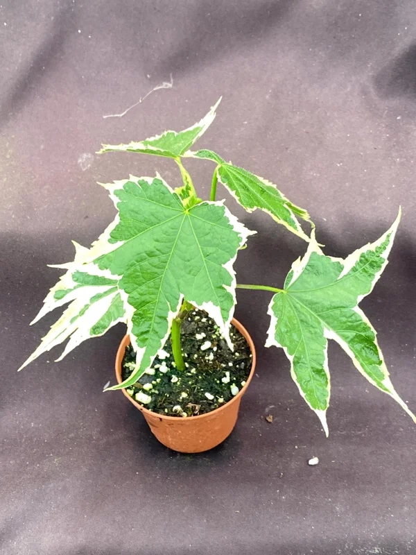 Abutilon pictum Variegata - Variegated Chinese Lantern Live Plant - 3" Pot Abutilon pictum Variegata - Variegated Chinese Lantern Live Plant - 3" Pot - Image 4