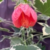 Abutilon pictum Variegata - Variegated Chinese Lantern Live Plant - 3" Pot Abutilon pictum Variegata - Variegated Chinese Lantern Live Plant - 3" Pot - Image 1