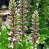 Acanthus Mollis Bears Breeches Live Plant – 6” Pot – Purple & White Flowers – Outdoor Shrub - Image 1