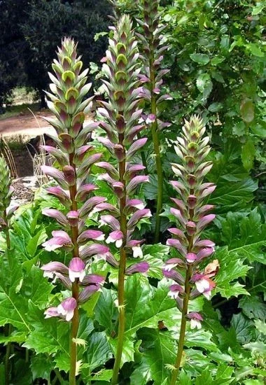 Acanthus Mollis Live Plant - Bear's Breeches Purple White Flower Bush Shrub Acanthus Mollis Live Plant - Bear's Breeches Purple White Flower Bush Shrub - Image 1