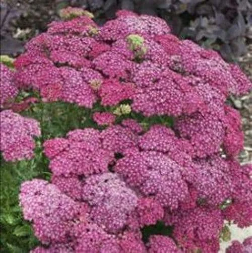 Achillea 'Saucy Seduction' Yarrow Live Plant – Perennial Flower - Image 2