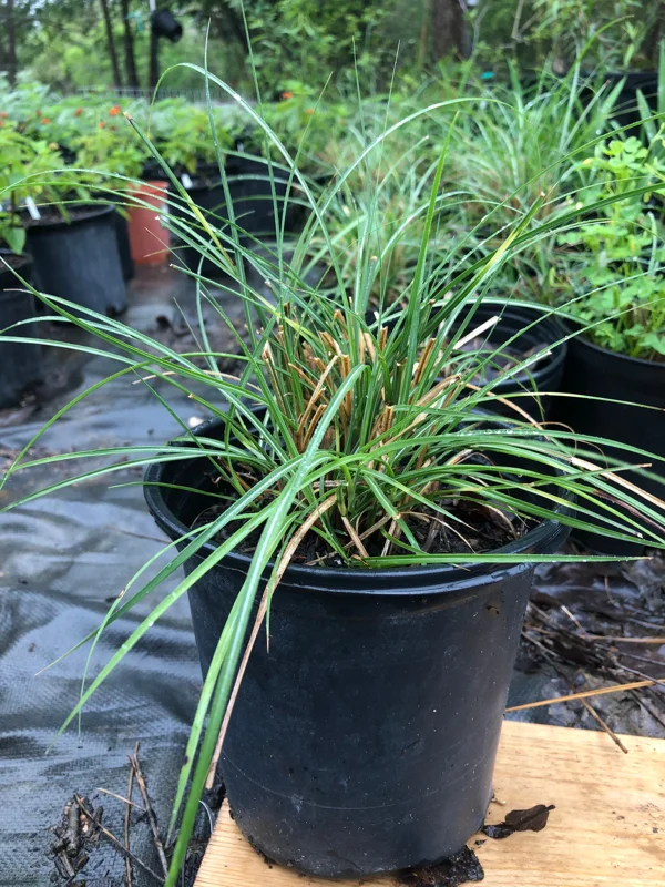 Adagio Miscanthus Grass Live Plant – 1 Gallon – Outdoor Ornamental Grass - Image 2