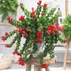 Aeschynanthus Curly Lipstick Plant Live, 3.5-inch Pot, 10-inch Long, Houseplant - Image 1