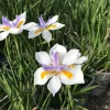 African Iris White Dietes Bicolor – Live Plant – 1 Gallon Pot – Outdoor - Image 1