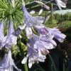 Agapanthus Lily of the Nile Live Plant – 1 Gallon Pot – Outdoor - Image 1