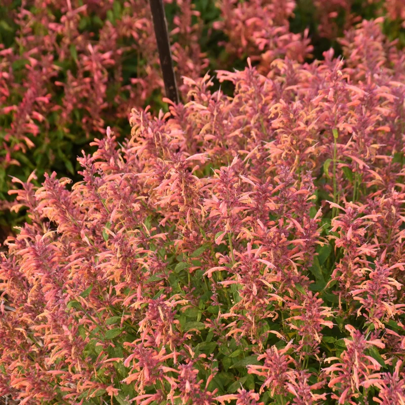 Agastache Guava Lava Hyssop Perennial Plant - Live Flower Agastache Guava Lava Hyssop Perennial Plant - Live Flower - Image 3