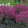 Agastache 'Rosie Posie' Hyssop Live Plant – Perennial Flower Agastache 'Rosie Posie' Hyssop Live Plant – Perennial Flower - Image 1