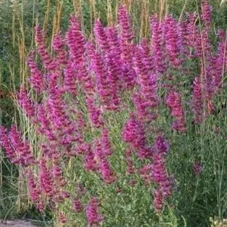 Agastache Tutti Frutti Live Plant – 1 Gallon – Fragrant Perennial Agastache Tutti Frutti Live Plant – 1 Gallon – Fragrant Perennial - Image 2
