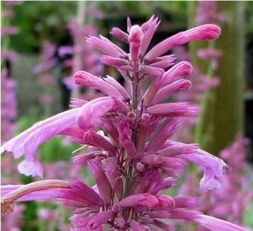 Agastache Tutti Frutti Live Plant – 1 Gallon – Fragrant Perennial Agastache Tutti Frutti Live Plant – 1 Gallon – Fragrant Perennial - Image 3