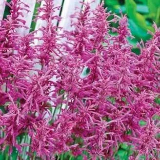 Agastache Tutti Frutti Live Plant – 1 Gallon – Fragrant Perennial Agastache Tutti Frutti Live Plant – 1 Gallon – Fragrant Perennial - Image 4