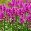 Agastache Tutti Frutti Live Plant – 1 Gallon – Fragrant Perennial - Image 1