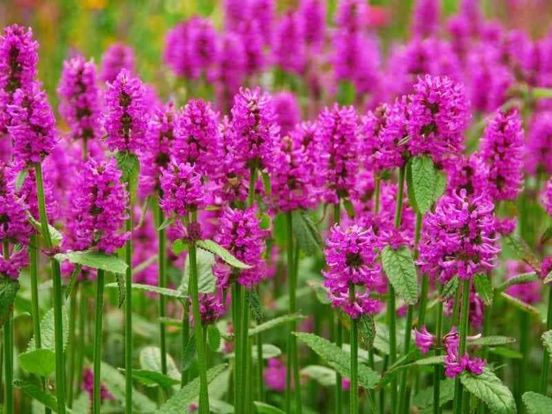 Agastache Tutti Frutti Live Plant – 1 Gallon – Fragrant Perennial Agastache Tutti Frutti Live Plant – 1 Gallon – Fragrant Perennial - Image 1