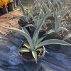 Agave Tequilana Live Plant - 1 Gallon Nursery Pot - Outdoor Agave Tequilana Live Plant - 1 Gallon Nursery Pot - Outdoor - Image 1