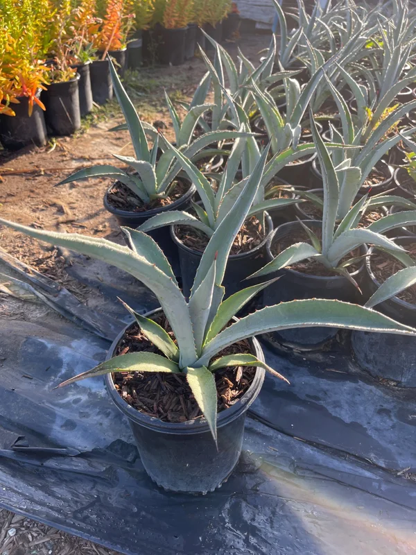 Agave Tequilana Live Plant - 1 Gallon Nursery Pot - Outdoor Agave Tequilana Live Plant - 1 Gallon Nursery Pot - Outdoor - Image 1