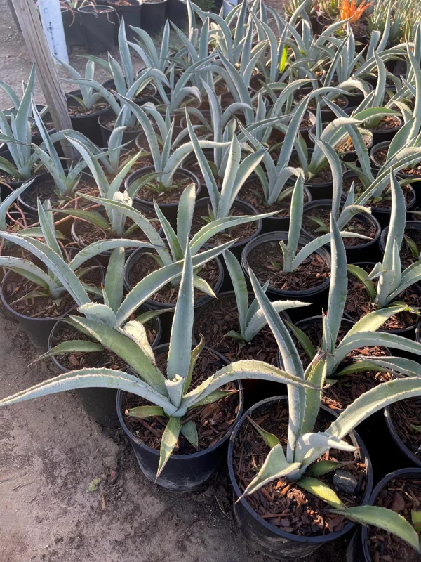 Agave Tequilana Live Plant - 1 Gallon Nursery Pot - Outdoor Agave Tequilana Live Plant - 1 Gallon Nursery Pot - Outdoor - Image 2