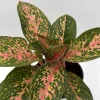 Aglaonema Chanel Pink Live Plant – 6 Inch Pot – Low Light Houseplant - Image 1
