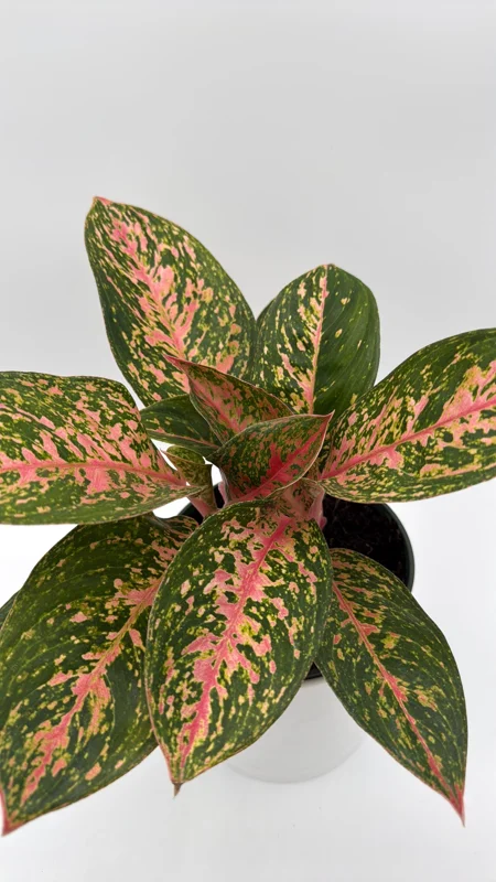 Aglaonema Chanel Pink Live Plant – 6 Inch Pot – Low Light Houseplant - Image 1