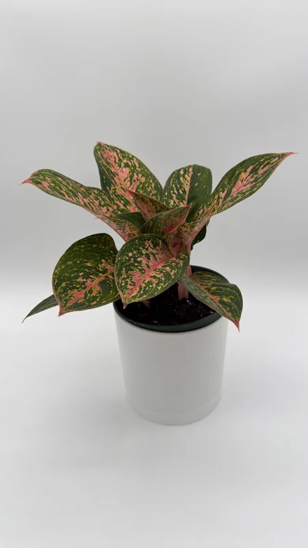 Aglaonema Chanel Pink Live Plant – 6 Inch Pot – Low Light Houseplant - Image 2