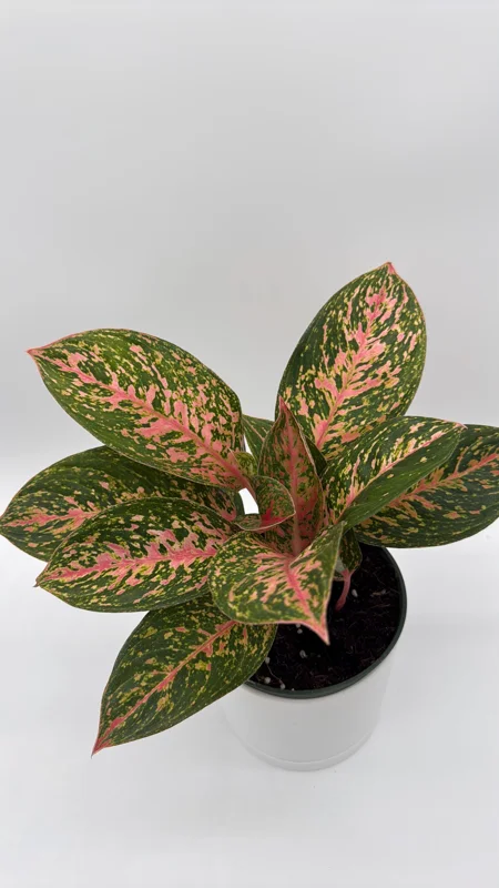 Aglaonema Chanel Pink Live Plant – 6 inch Pot – Low Light Indoor Houseplant Aglaonema Chanel Pink Live Plant – 6 inch Pot – Low Light Indoor Houseplant - Image 3
