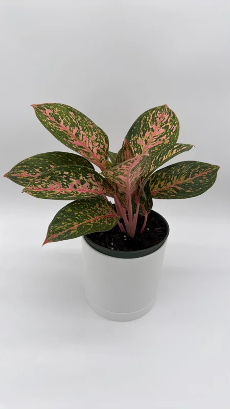 Aglaonema Chanel Pink Live Plant – 6 inch Pot – Low Light Indoor Houseplant Aglaonema Chanel Pink Live Plant – 6 inch Pot – Low Light Indoor Houseplant - Image 4
