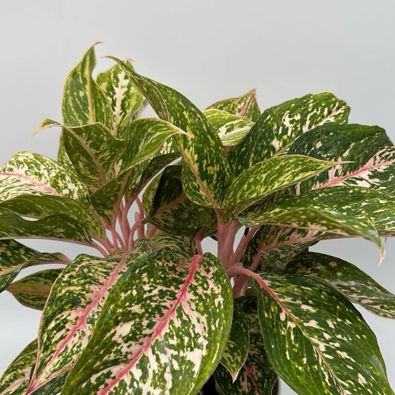 Aglaonema Chanel Pink Live Plant – Pink Variegated Leaves – Potted Houseplant – Easy Care Indoor - Image 2