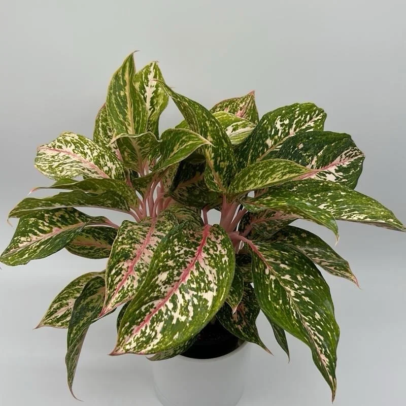 Aglaonema Chanel Pink Live Plant – Pink Variegated Leaves – Potted Houseplant – Easy Care Indoor Aglaonema Chanel Pink Live Plant – Pink Variegated Leaves – Potted Houseplant – Easy Care Indoor - Image 3