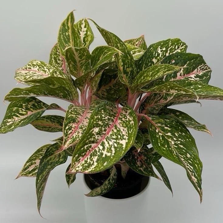 Aglaonema Chanel Pink Live Plant – Pink Variegated Leaves – Potted Houseplant – Easy Care Indoor Aglaonema Chanel Pink Live Plant – Pink Variegated Leaves – Potted Houseplant – Easy Care Indoor - Image 4