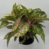 Aglaonema Chanel Pink Live Plant – Pink Variegated Leaves – Potted Houseplant – Easy Care Indoor Aglaonema Chanel Pink Live Plant – Pink Variegated Leaves – Potted Houseplant – Easy Care Indoor - Image 1