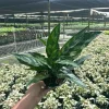 Aglaonema Mary Ann Chinese Evergreen Live Plant - Indoor & Outdoor Plant Aglaonema Mary Ann Chinese Evergreen Live Plant - Indoor & Outdoor Plant - Image 1