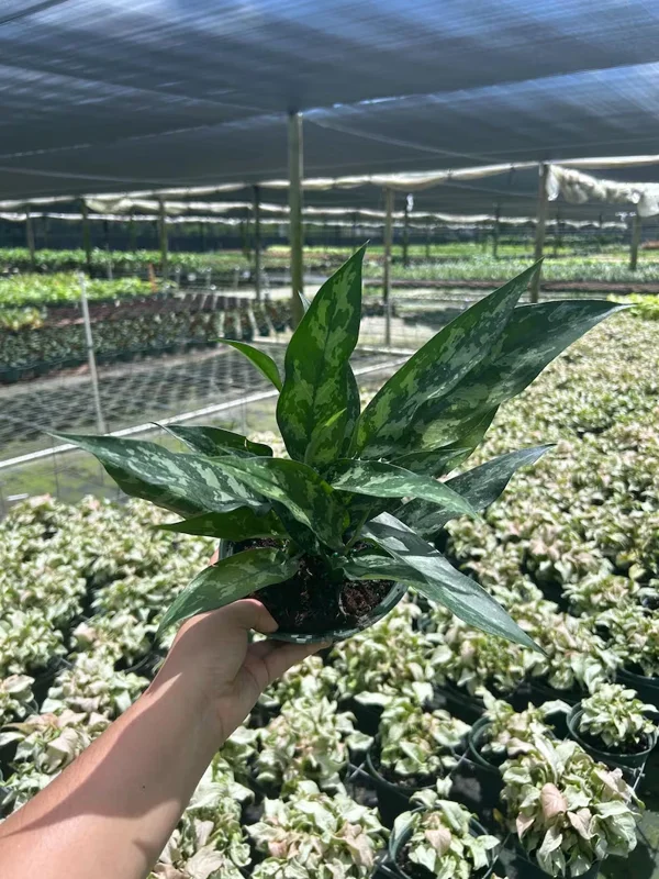 Aglaonema Mary Ann Chinese Evergreen Live Plant - Indoor & Outdoor Plant - Image 1