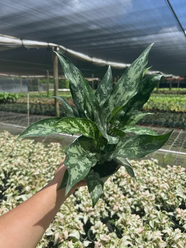 Aglaonema Mary Ann Chinese Evergreen Live Plant - Indoor & Outdoor Plant - Image 2
