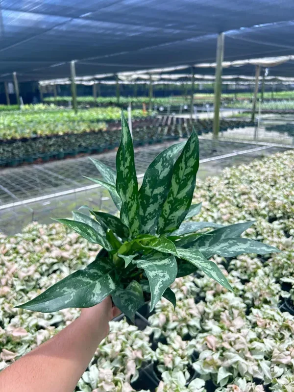 Aglaonema Mary Ann Chinese Evergreen Live Plant - Indoor & Outdoor Plant Aglaonema Mary Ann Chinese Evergreen Live Plant - Indoor & Outdoor Plant - Image 3