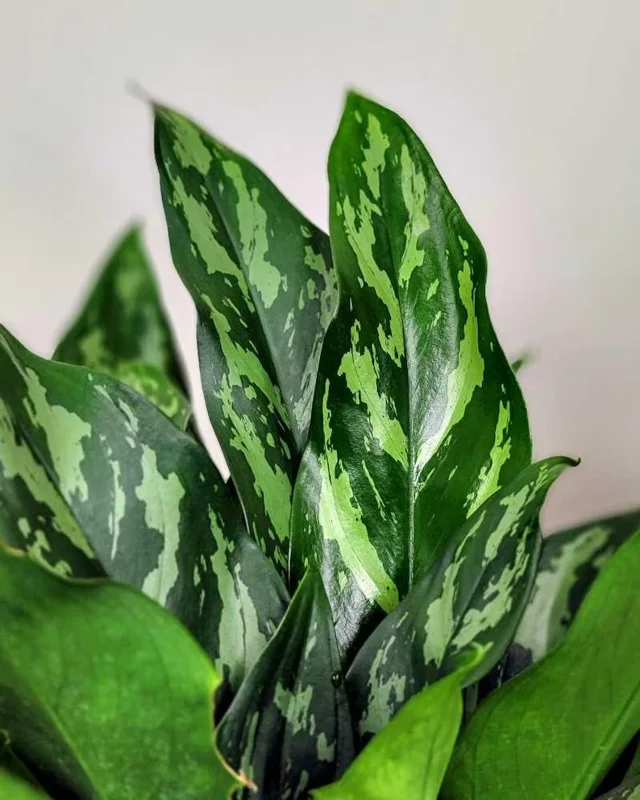 Aglaonema Mary Ann Chinese Evergreen Live Plant - Indoor & Outdoor Plant Aglaonema Mary Ann Chinese Evergreen Live Plant - Indoor & Outdoor Plant - Image 4