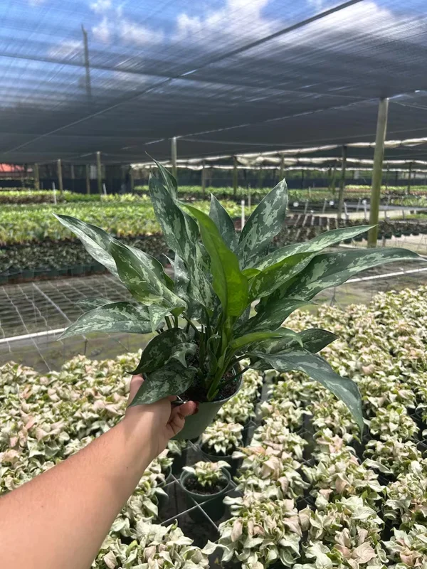 Aglaonema Mary Ann Chinese Evergreen Live Plant - Indoor & Outdoor Plant Aglaonema Mary Ann Chinese Evergreen Live Plant - Indoor & Outdoor Plant - Image 5