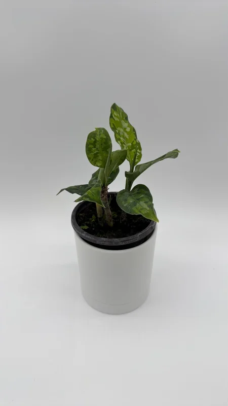 Aglaonema Pictum Tricolor Live Plant – Camouflage Aglaonema 4” Pot – Indoor Foliage Aglaonema Pictum Tricolor Live Plant – Camouflage Aglaonema 4” Pot – Indoor Foliage - Image 3