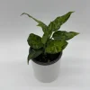 Aglaonema Pictum Tricolor Live Plant – Camouflage Aglaonema 4” Pot – Indoor Foliage Aglaonema Pictum Tricolor Live Plant – Camouflage Aglaonema 4” Pot – Indoor Foliage - Image 1
