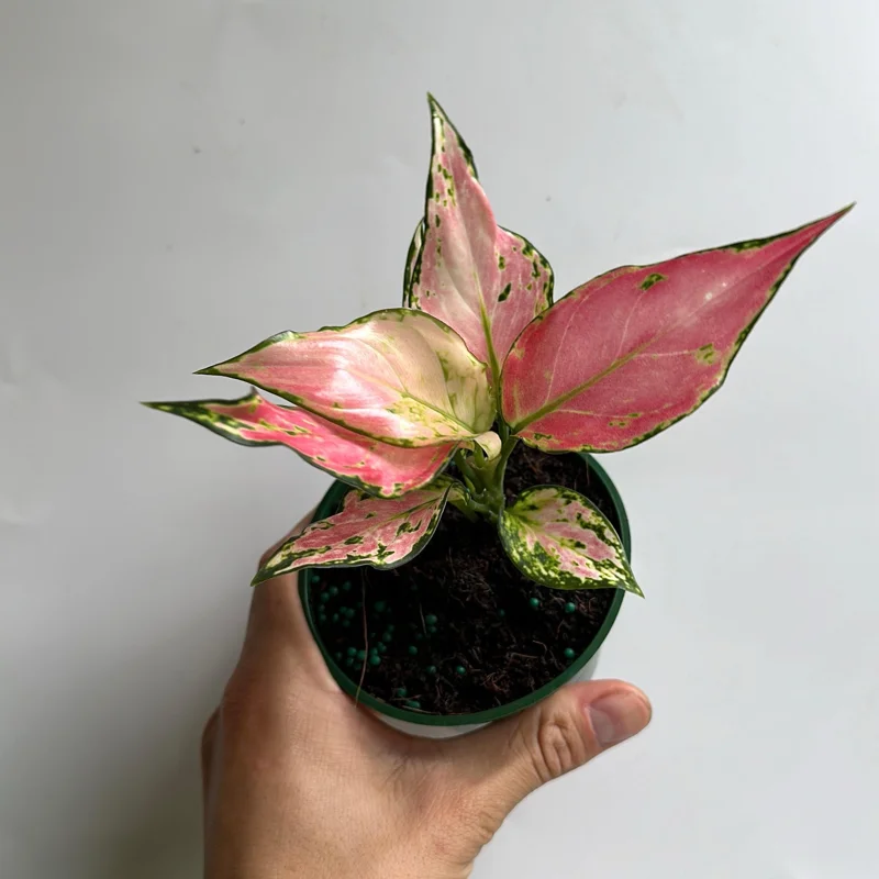 Aglaonema Pink Zircon Live Plant - 4" Pot, Indoor Houseplant - Image 2