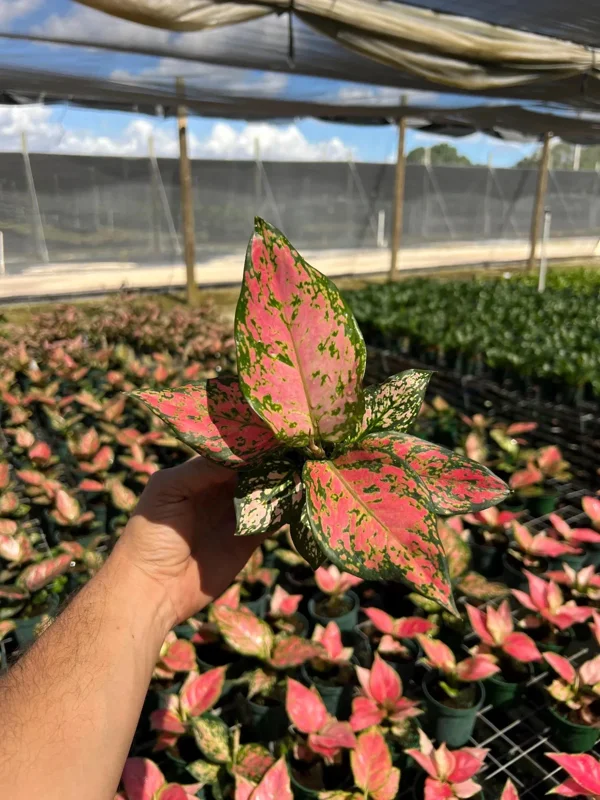 Aglaonema Red Zircon Chinese Evergreen Live Plant, 4" Pot, Indoor/Outdoor - Image 2