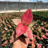 Aglaonema Red Zircon Chinese Evergreen Live Plant, 4" Pot, Indoor/Outdoor Aglaonema Red Zircon Chinese Evergreen Live Plant, 4" Pot, Indoor/Outdoor - Image 1