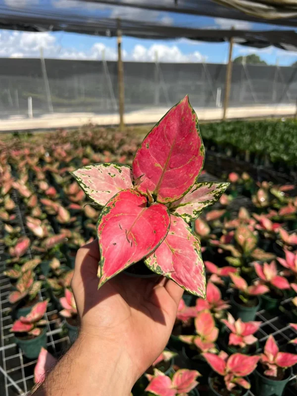 Aglaonema Red Zircon Chinese Evergreen Live Plant, 4" Pot, Indoor/Outdoor - Image 1