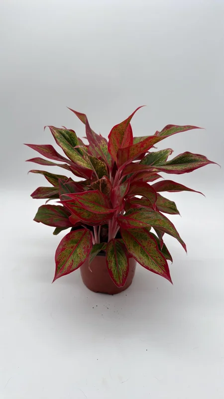 Aglaonema Siam Aurora Red Live Plant – Vibrant Indoor Houseplant, 6" Pot Aglaonema Siam Aurora Red Live Plant – Vibrant Indoor Houseplant, 6" Pot - Image 3